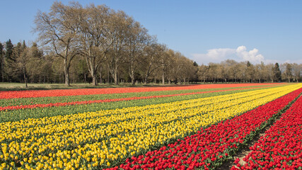 Champs de tulipes.