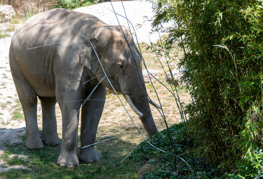Adult elephant stands on a green bamboo and pupes grass for frees. Photographed at Leipzig Zoo.