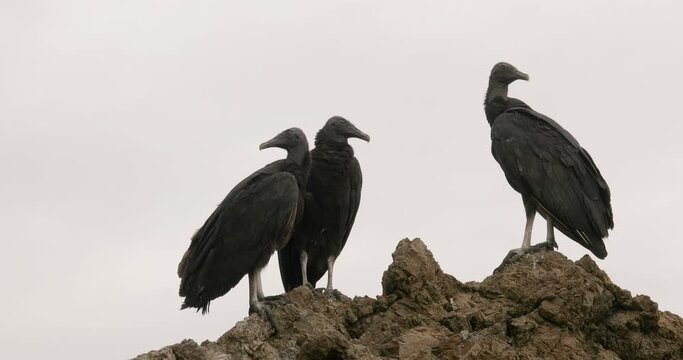 Black vultures on a cliff