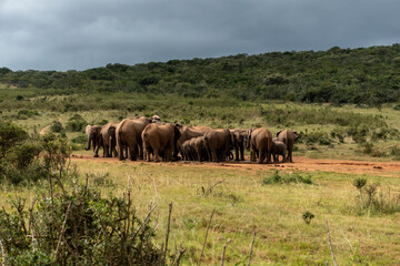 Fototapeta na wymiar Elephants herd, Addo Elephant National Park, Port Elizabeth Region, South Africa