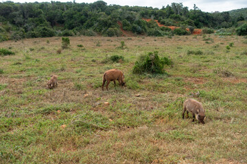 Warthog family eating grass in the Addo Elephant National Park, Port Elizabeth Region, South Africa