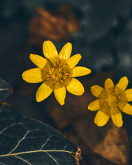 Flora Flowers Wildlife Macro Perspective Autumn Moody . High quality photo