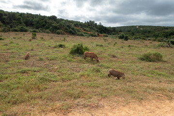 Fototapeta na wymiar Warthog family eating grass in the Addo Elephant National Park, Port Elizabeth Region, South Africa
