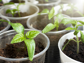 Young seedlings of tomatoes and pepper in plastic cups close-up in the sun.