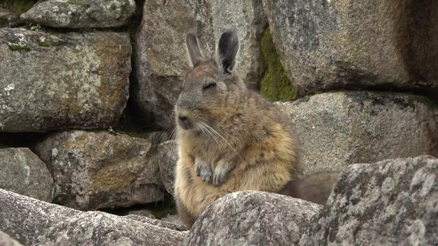 Viscacha male and female near their den in a building made by incas in Machu-Picchu.