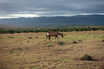 Naklejka na ściany i meble Antelope, Addo Elephant National Park, Port Elizabeth Region, South Africa