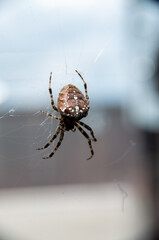 Spinne im netz