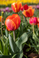 Fototapeta premium Red and orange tulips with vivid green leaves in a colorful tulip field. Springtime concept..