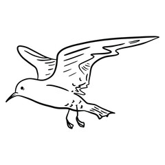 Black and white illustration of a seagull on a white background. Vector outline illustration of seagull bird for print, poster, coloring. Close-up sketch of a flying bird.