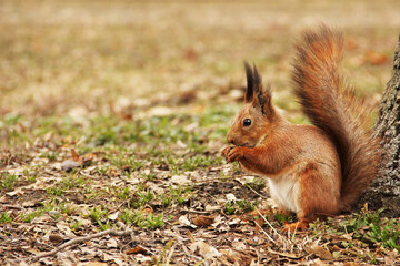 Sciurus. Rodent. The squirrel sits in the park and eats