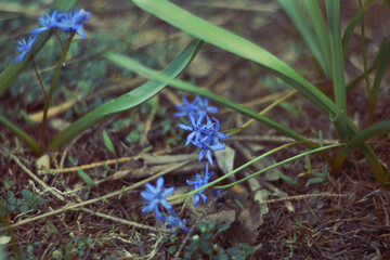 small flowers in early spring. macro photo
