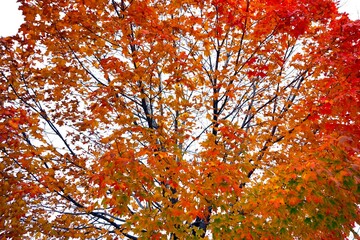 Leaves turn to brilliant colors during the fall season of the year.