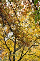 Leaves turn to brilliant colors during the fall season of the year.