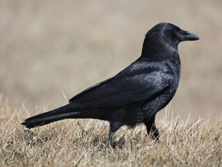 American Crow closeup walking on dead grass in early spring with shiny black feathers
