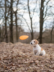 Jack Russell Terrier puppy catches frisbee in the forest