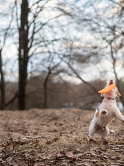 Jack Russell Terrier puppy caught his first plate of Frisbee
