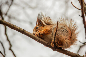 Sciurus. Rodent. A squirrel sits on a tree and eats a nut. Beautiful squirrel in the park.