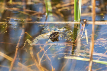 A large green frog in its natural habitat. Amphibian in water. Beautiful toad frog.