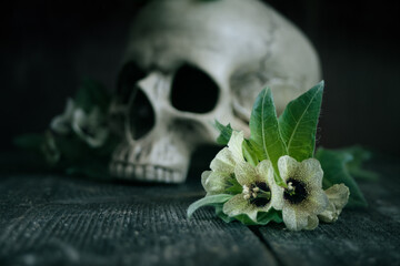Henbane flowers with a human skull in the background. Concept: death by poison. - obrazy, fototapety, plakaty