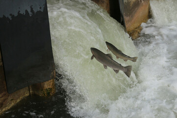 Rainbow Trout (Steelhead) fish jumping up man made fish ladder during spring spawning in the Ganaraska River, Ontario's largest natural fish hatchery