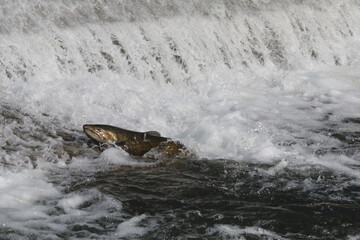 Rainbow Trout (Steelhead) fish jumping up man made fish ladder during spring spawning in the Ganaraska River, Ontario's largest natural fish hatchery
