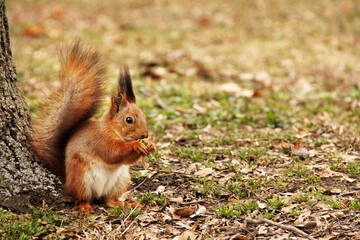 Naklejka na ściany i meble Sciurus. Rodent. The squirrel sits in the park and eats
