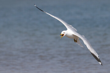 Ring billed gulls on lake swimming and flying and pairing up for breeding season