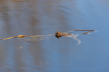 A large green frog in its natural habitat. Amphibian in water. Beautiful toad frog.