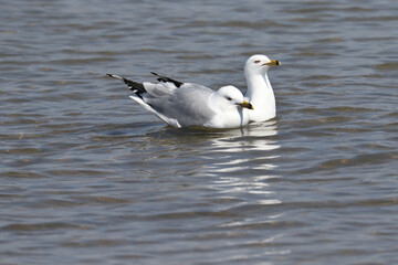 Ring billed gulls on lake swimming and flying and pairing up for breeding season
