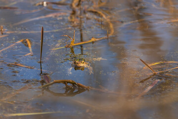 A large green frog in its natural habitat. Amphibian in water. Beautiful toad frog.