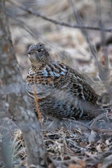 Birds of Bozeman Montana, Sighting 2021
