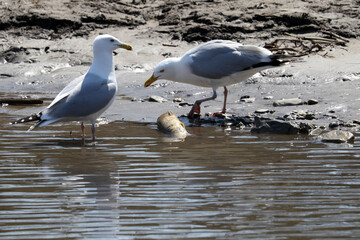 Two seagulls eating a dead fish by a riverbank