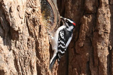 Downy woodpecker male perching on side of tree in forest in bright sunny spring day