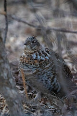 Wildlife of Montana, Birds in Bozeman, 2021