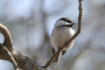 Chickadee right up close in tree in early spring