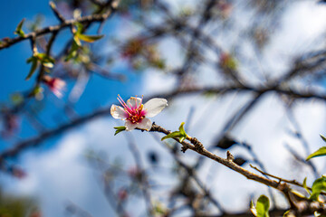 the beautiful wild blooming wild flowers 