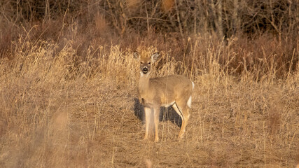 Wild Deer in Bozeman Montana