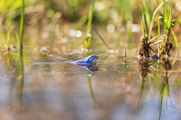 Blue Frog - Rana arvalis in the water at the time of mating. Wild photo from nature. The photo has a nice bokeh.