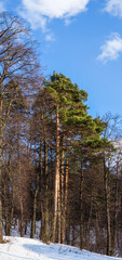 The pines amongst the park trees at the daylight