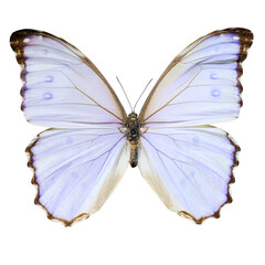 White butterfly with black edging isolated on a white background
