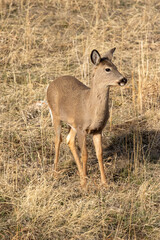 Deer, Vertical Image, Wildlife