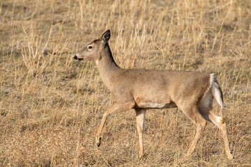 Wildlife, Bozeman Montana, Deer