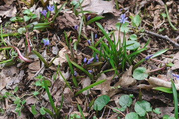 Spring flowers scilla in the forest.