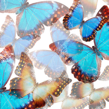 Abstract creative background with  blue butterflies