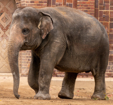Adult elephant stands in his enclosure. Photographed at Leipzig Zoo.