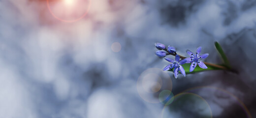 Spring flowers scilla in the forest.