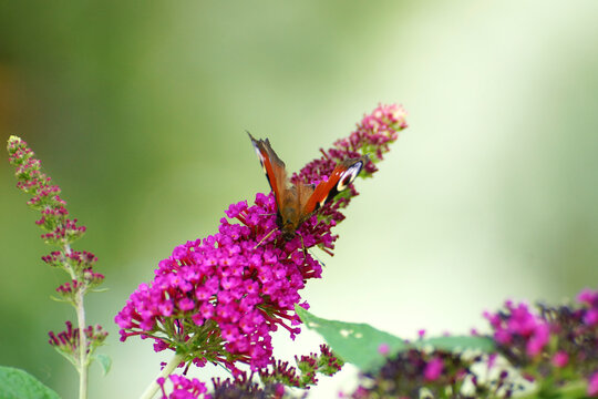 Schmetterling Pfauenauge auf Fieder Gew&auml;chs