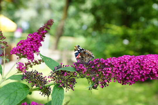 Schmetterling Pfauenauge auf Fieder Gew&auml;chs