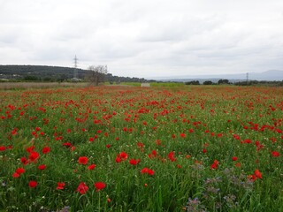 Red Poppy Flower Field Landscape