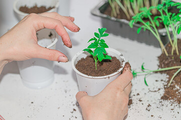 transplanting tomato seedlings into plastic pots